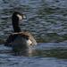 Canada goose by rminer