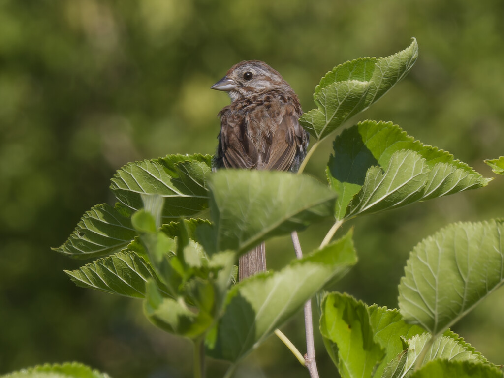 Song sparrow  by rminer