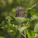 Song sparrow 