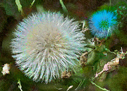 10th Aug 2024 - Garden Fuzz