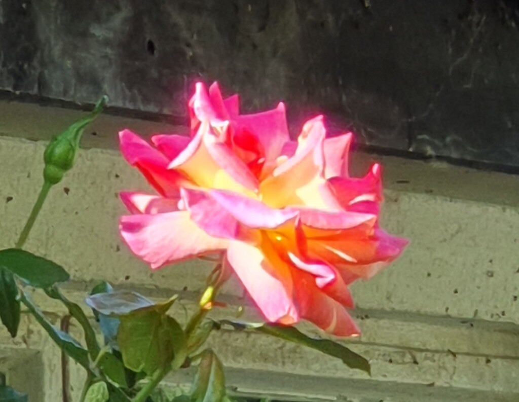 A rose from my garden  by rosiekind