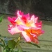 A rose from my garden  by rosiekind