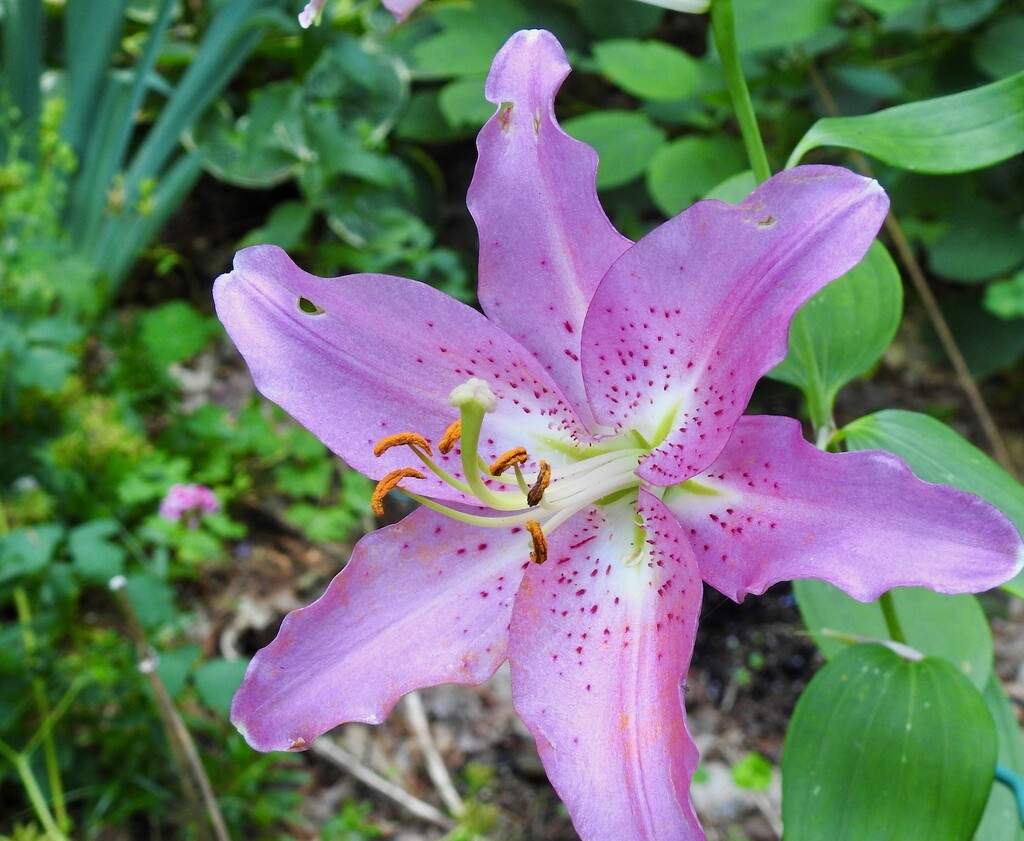 Lilium by sunnygreenwood