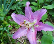 22nd Jul 2024 - Lilium