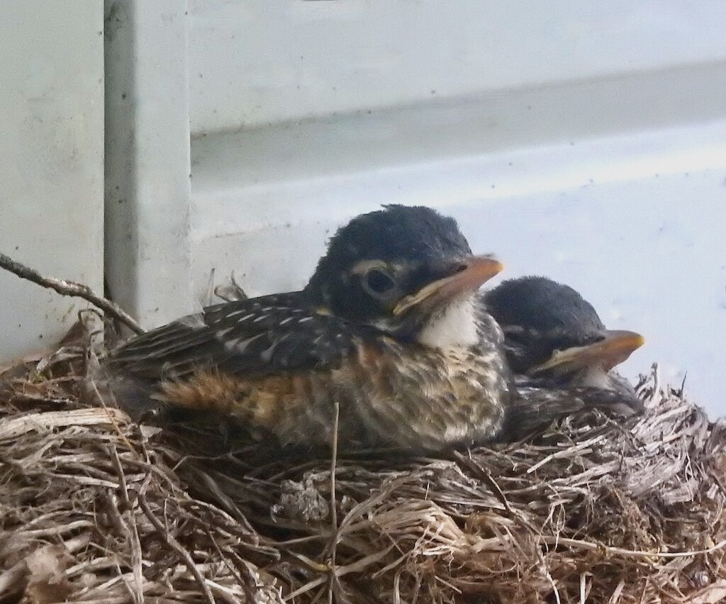 Baby Robins by sunnygreenwood