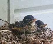 23rd Jul 2024 - Baby Robins