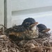 Baby Robins by sunnygreenwood