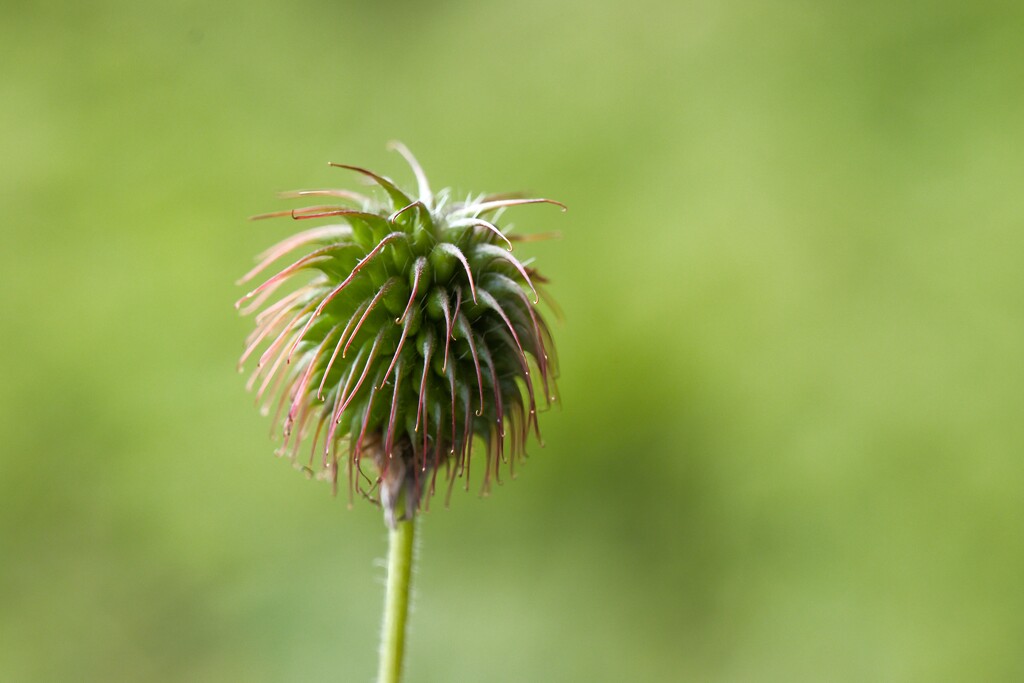 St. Benedict's herb by okvalle