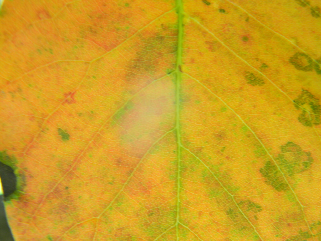 Yellow Blackgum Leaf  by sfeldphotos