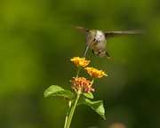 10th Aug 2024 - LHG_2797Hummer sips lantana