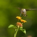 LHG_2797Hummer sips lantana by rontu