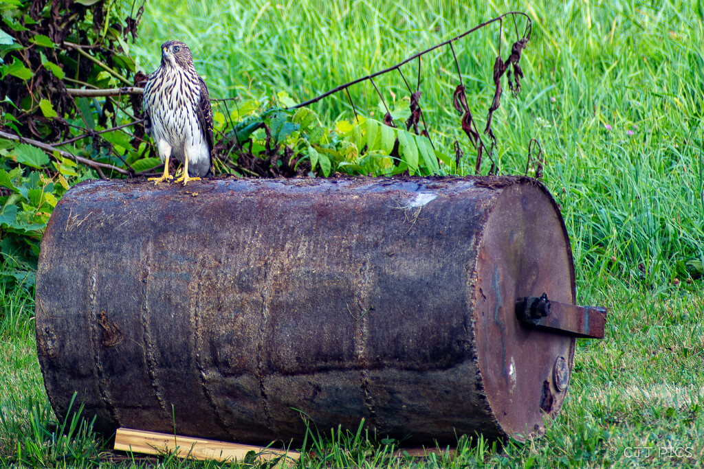 Red-Tailed Hawk by lifeisfullofpictures