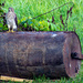 Red-Tailed Hawk