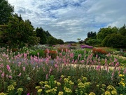 10th Aug 2024 - RHS Wisley