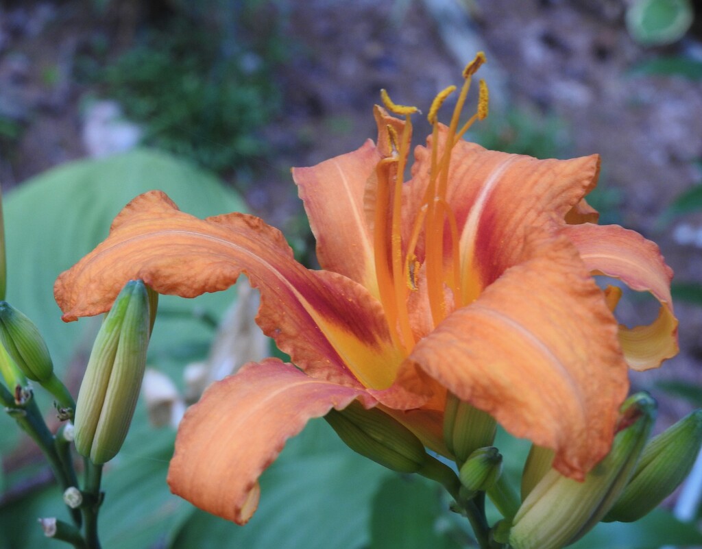 Double Daylily by sunnygreenwood