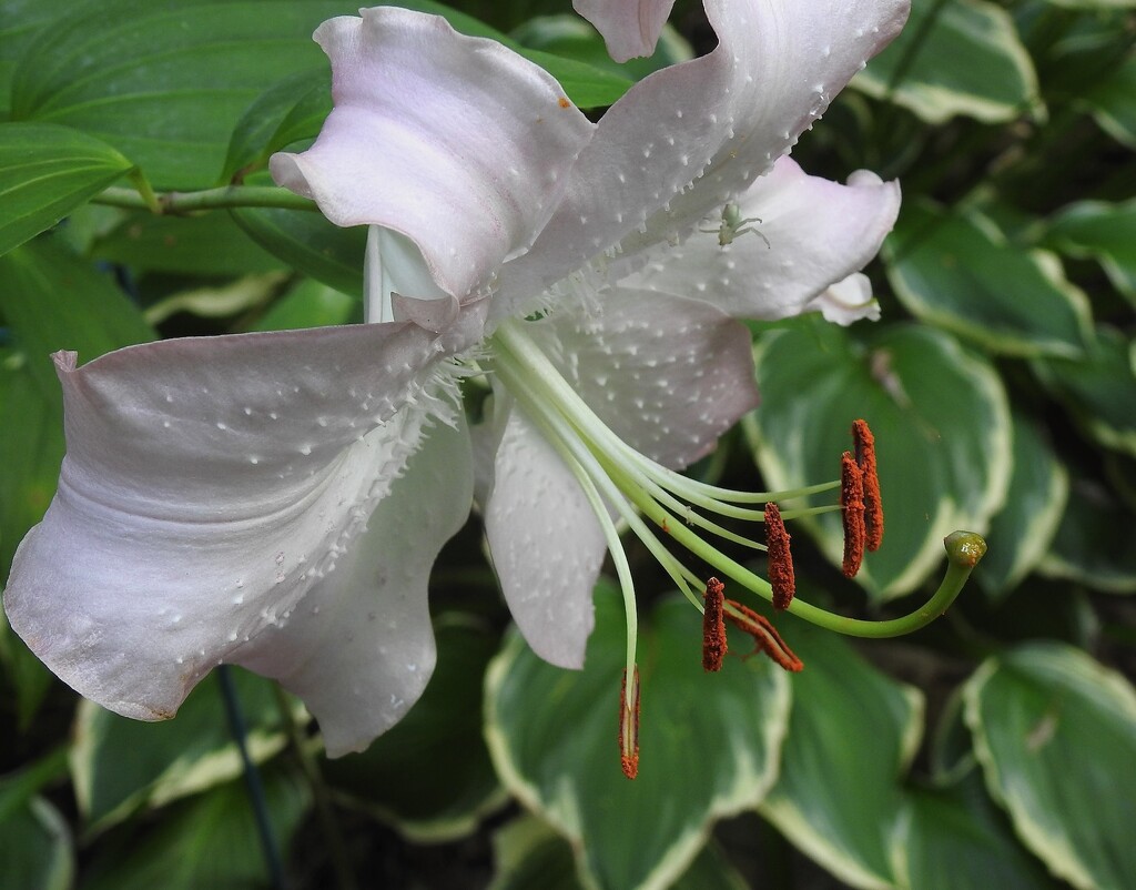 Lilium by sunnygreenwood