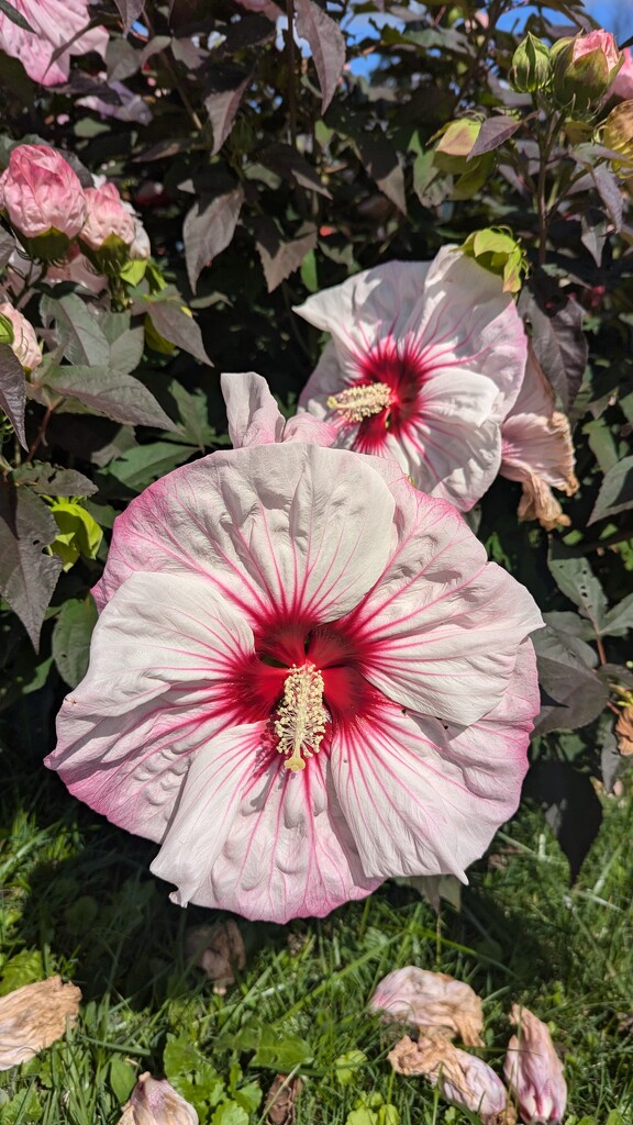 Hibiscus  by julie