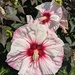 Hibiscus  by julie