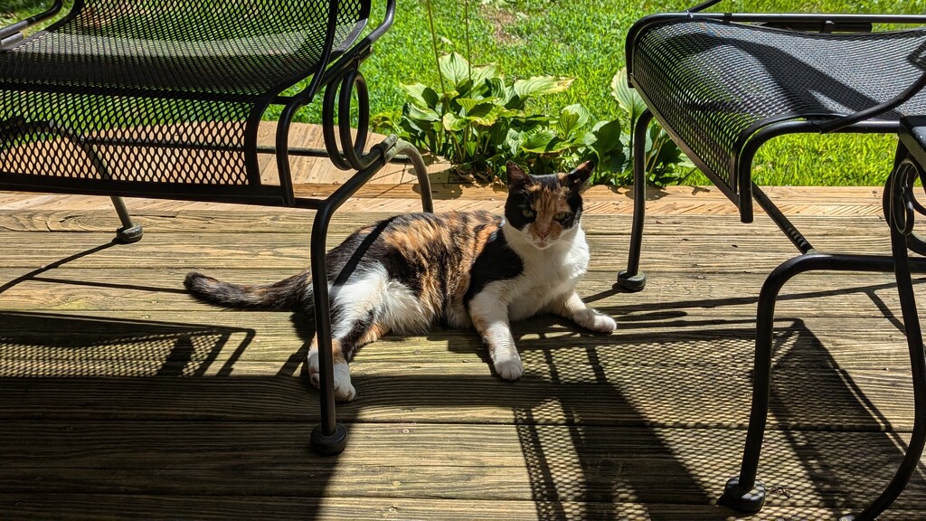 Calico Cat by julie