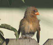 10th Aug 2024 - Molting is a good reason to be bitter