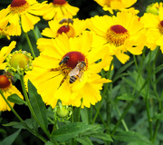 10th Aug 2024 - Sharing a flower! 