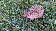 10th Aug 2024 - Hedgehog