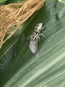 10th Aug 2024 - Spider munching its lunch - well done little garden buddy