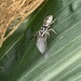 Spider munching its lunch - well done little garden buddy by cataylor41