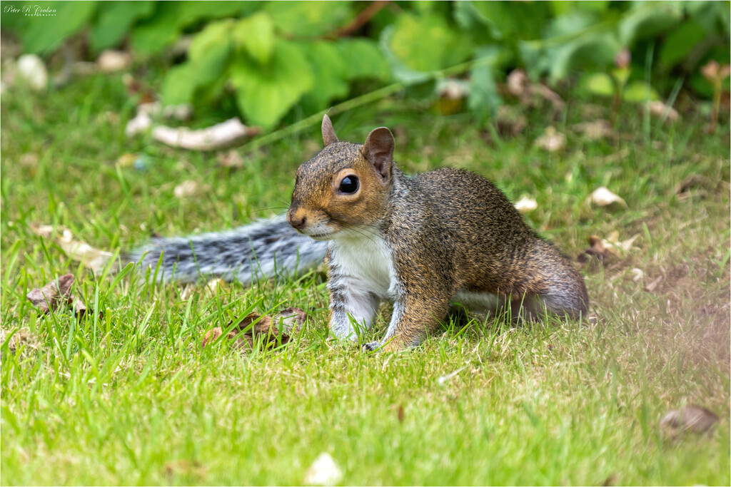 Little Rascal by pcoulson