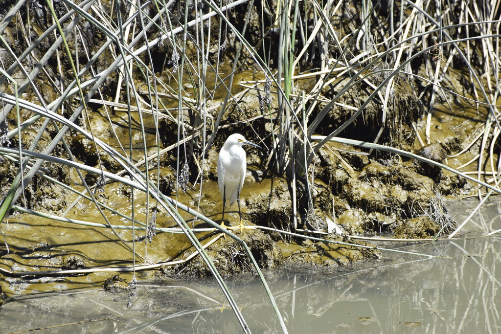 snowy egret by arunadatla