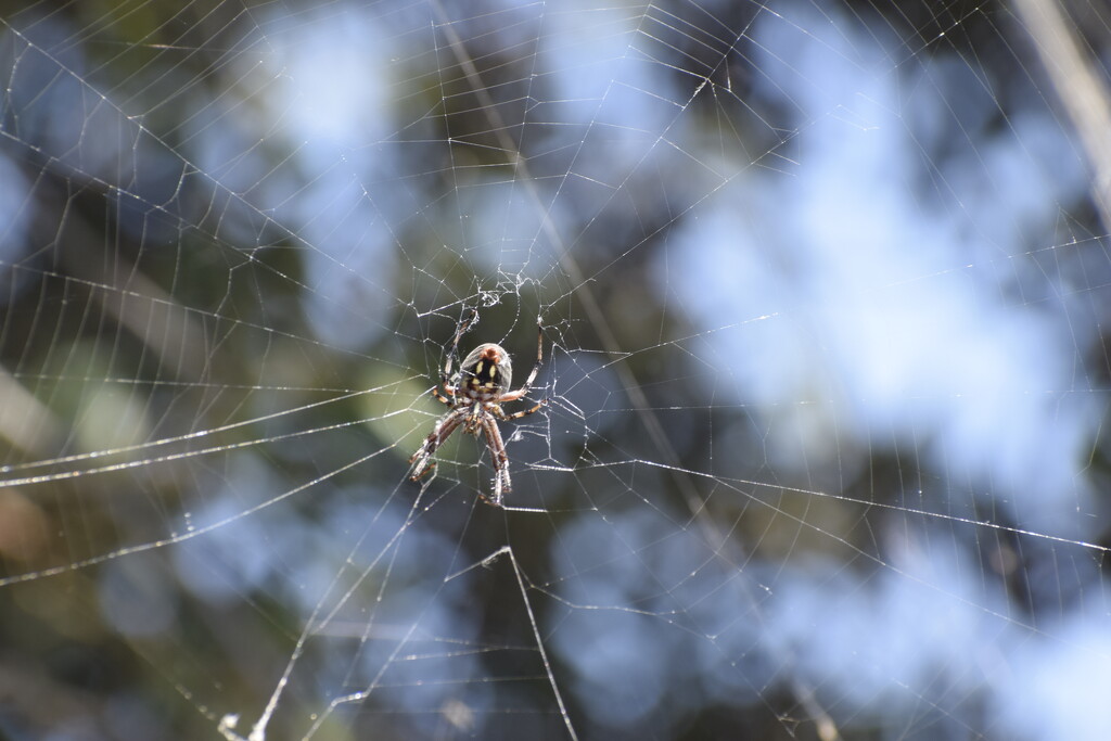 the spider by arunadatla