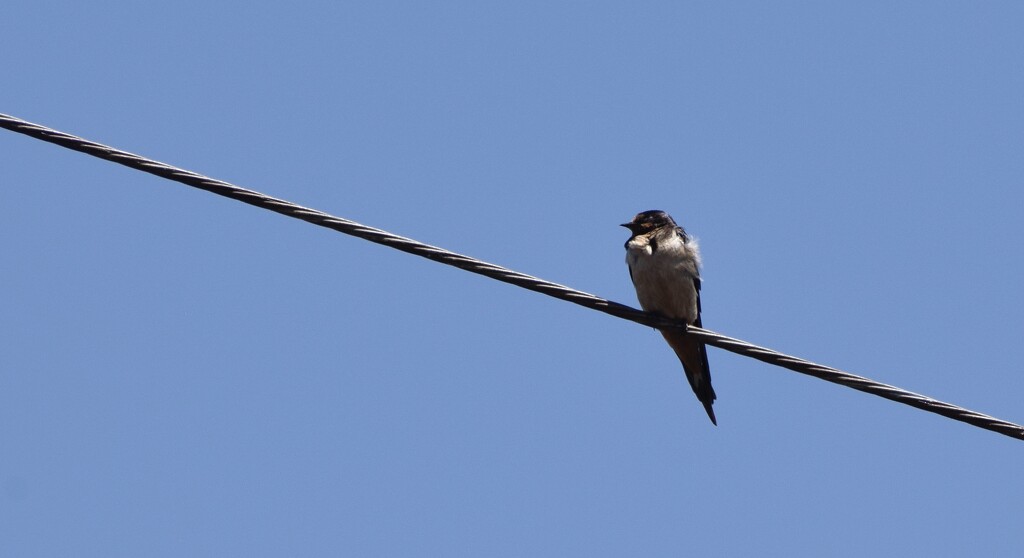 barn swallow by arunadatla