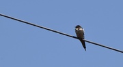 5th Aug 2024 - barn swallow