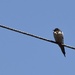 barn swallow