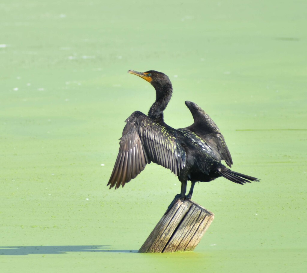 Cormorant Airdrying Its Wings by bjywamer