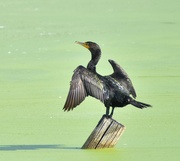 9th Aug 2024 - Cormorant Airdrying Its Wings