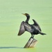 Cormorant Airdrying Its Wings by bjywamer