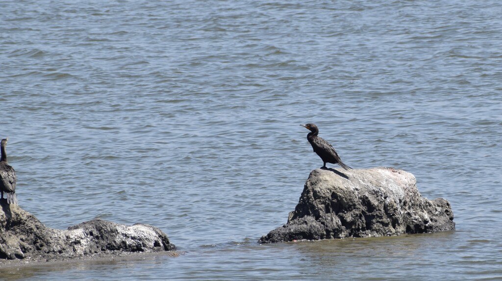 cormorant by arunadatla