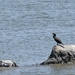 cormorant