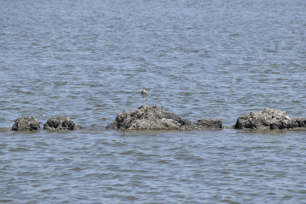 where is the bird? by arunadatla