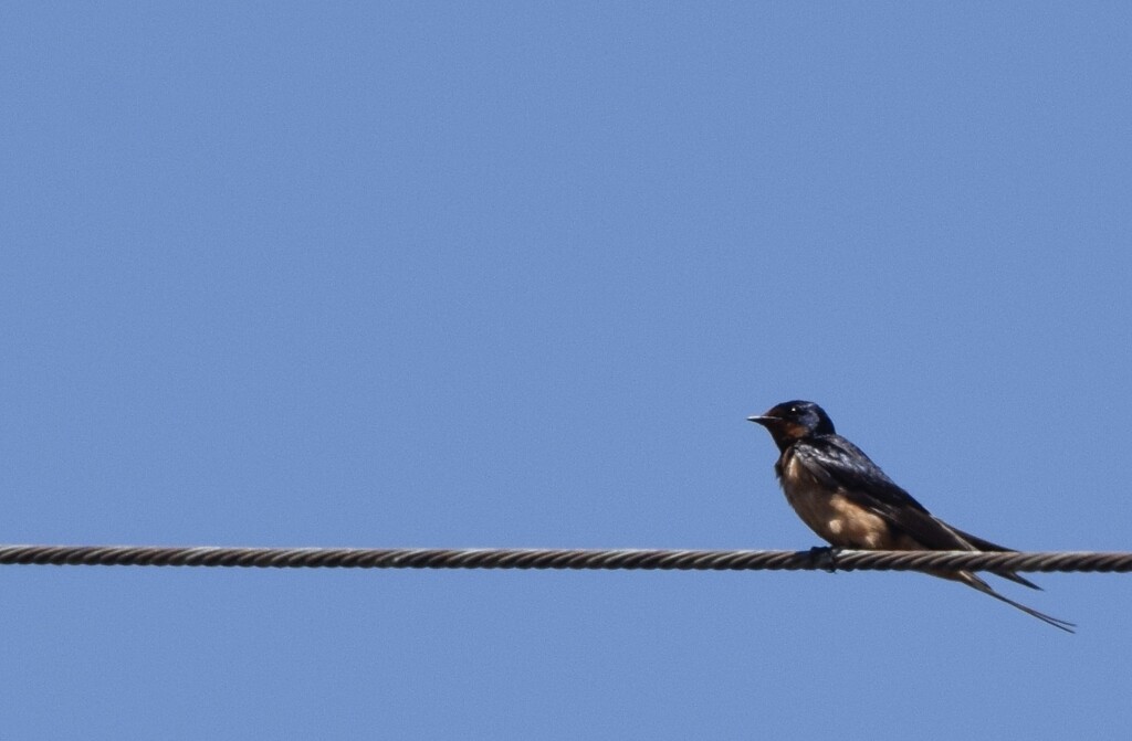 barn swallow high up...up by arunadatla