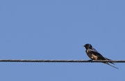 10th Aug 2024 - barn swallow high up...up