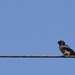 barn swallow high up...up