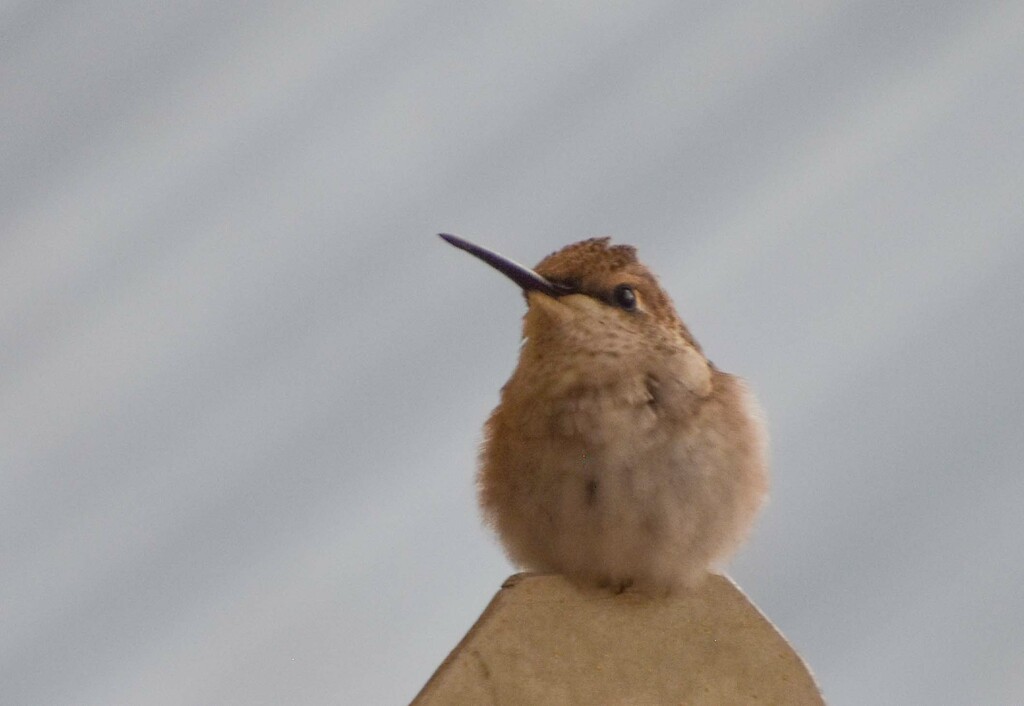 Sweet Little Hummer by bjywamer