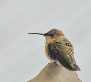 10th Aug 2024 - Hummer At Rest...