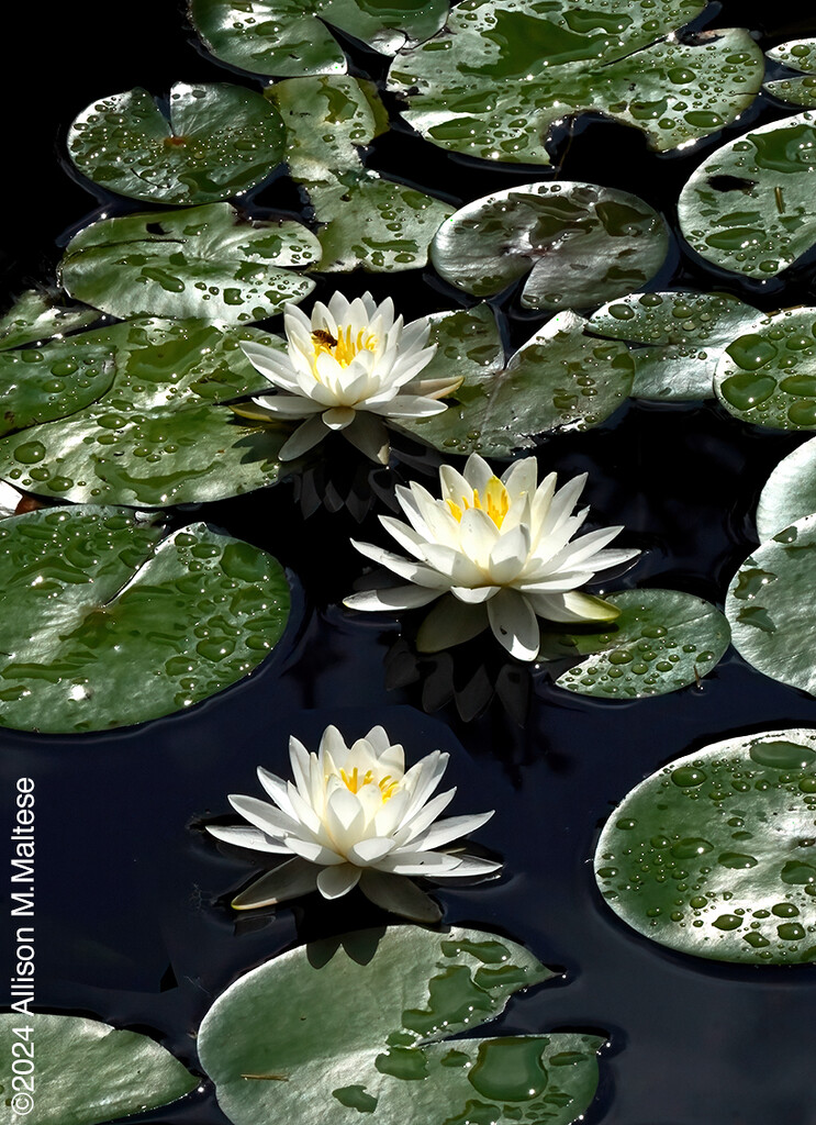 Waterlily Trio by falcon11