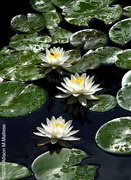 10th Aug 2024 - Waterlily Trio