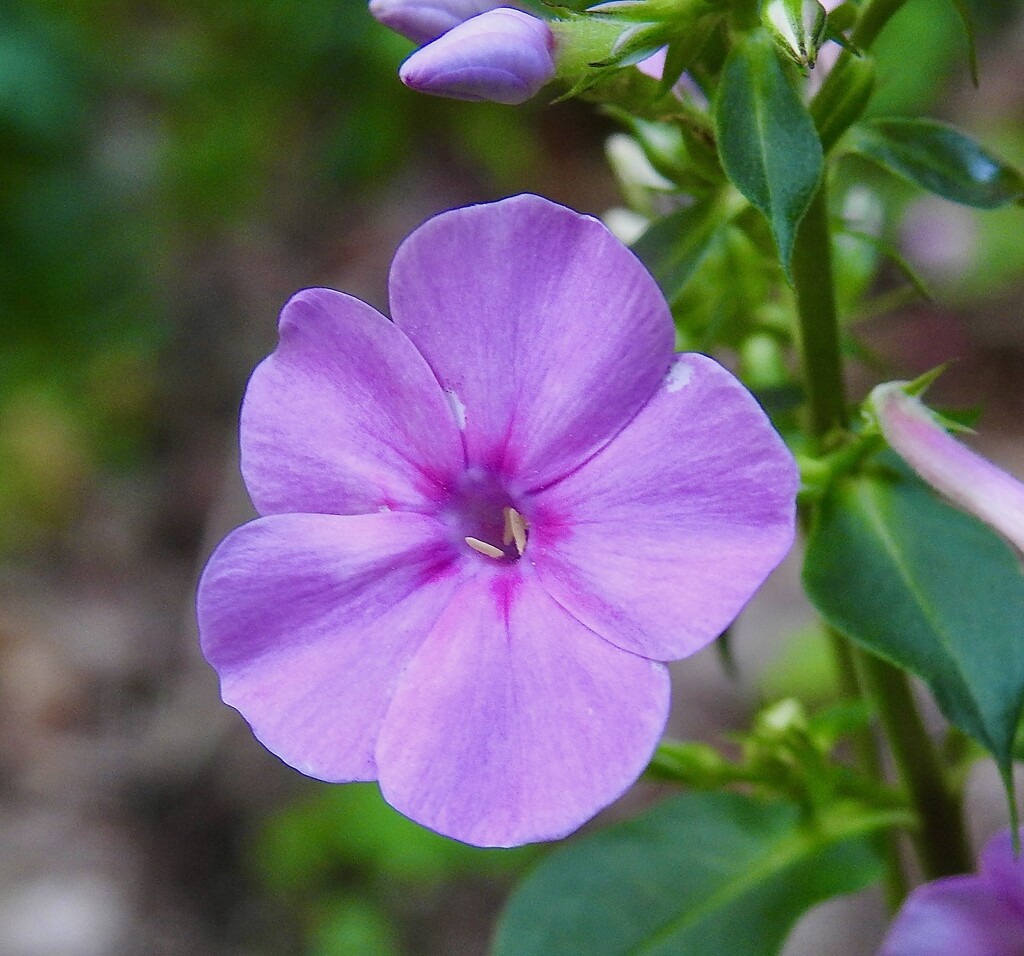 Phlox by sunnygreenwood