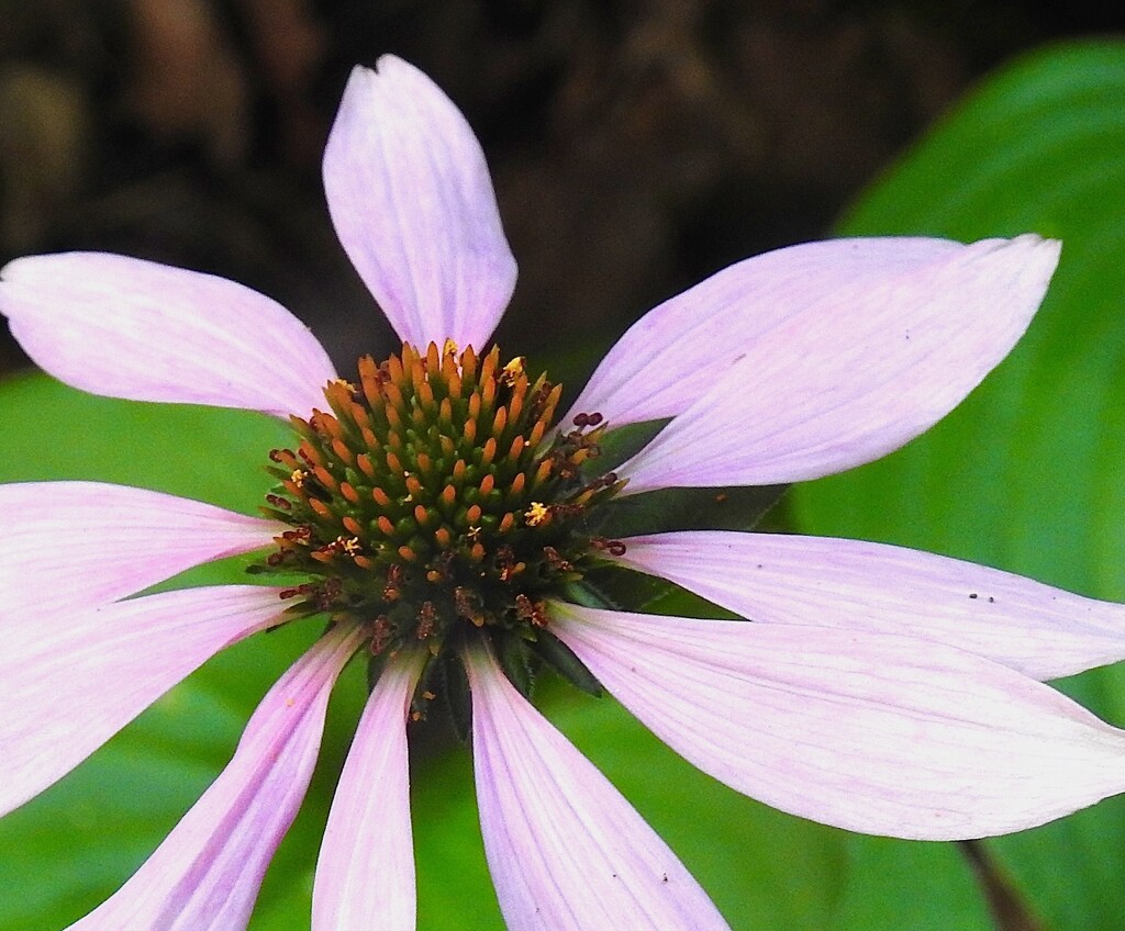 Echinacea by sunnygreenwood