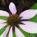 Echinacea by sunnygreenwood